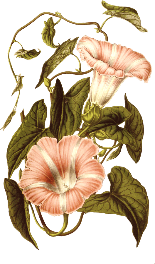 Floral Plant Illustration